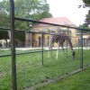 zoo11